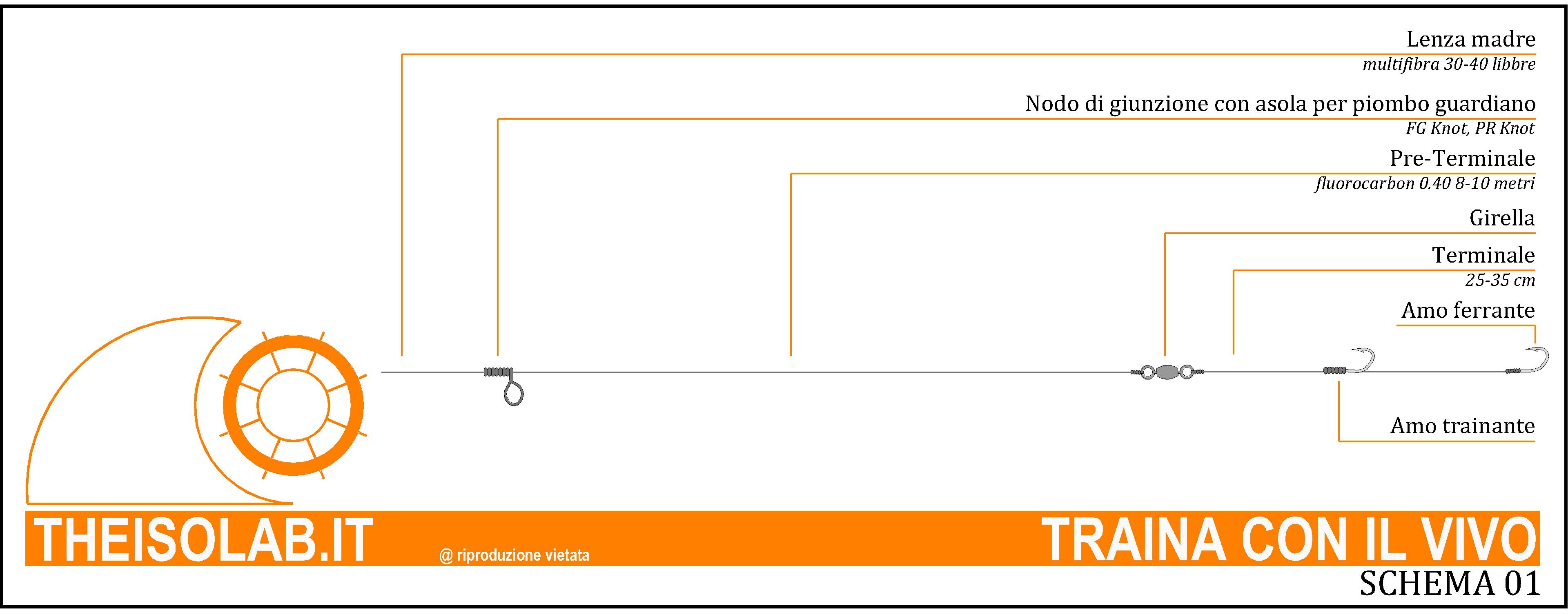 TRAINA CON IL VIVO - TERMINALE